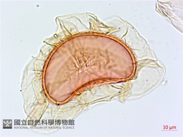 隱脈細柄雙蓋蕨藏品圖，第4張