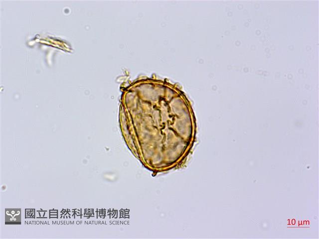岩蕨藏品圖，第3張