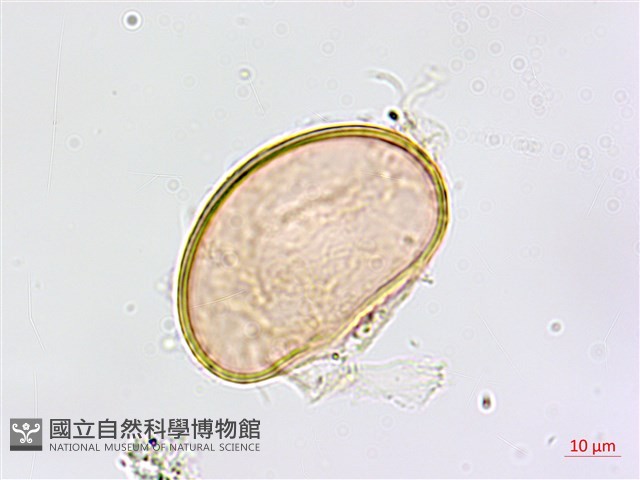 裂葉鐵角蕨藏品圖，第4張