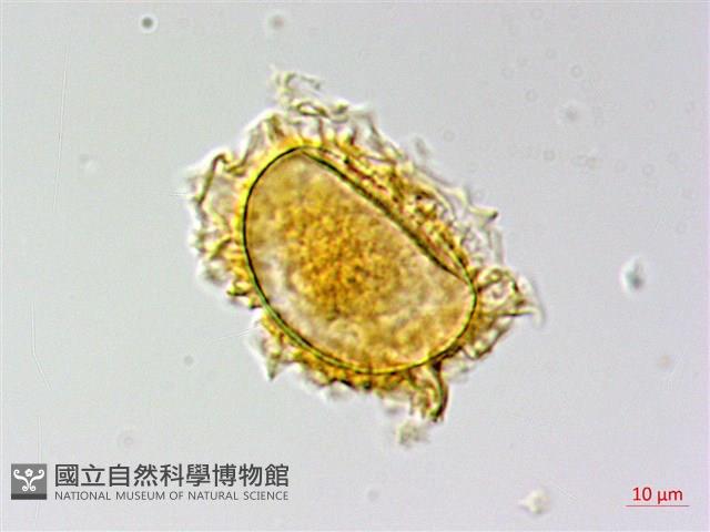 南投三叉蕨藏品圖，第4張