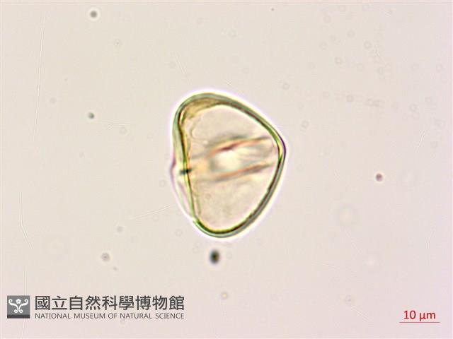 黑桫蕨藏品圖，第4張