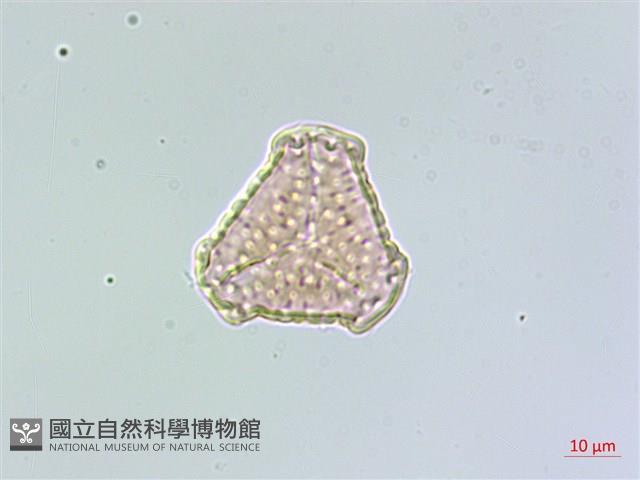 相馬氏石杉藏品圖，第4張