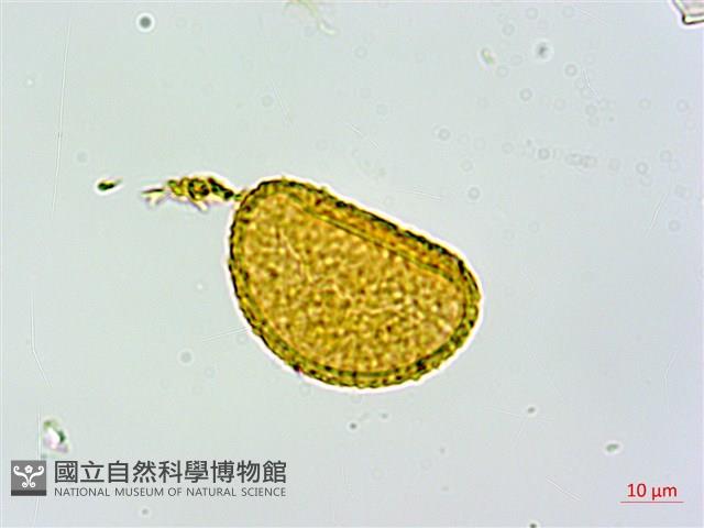 姬蹄蓋蕨藏品圖，第3張