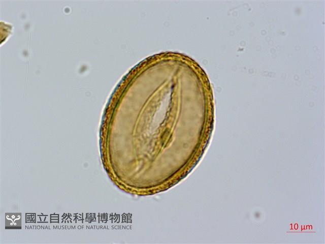 毛翼蹄蓋蕨藏品圖，第4張