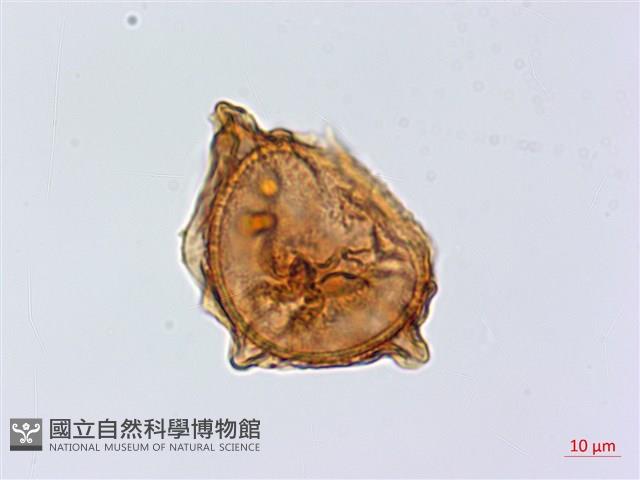 北京鐵角蕨藏品圖，第3張