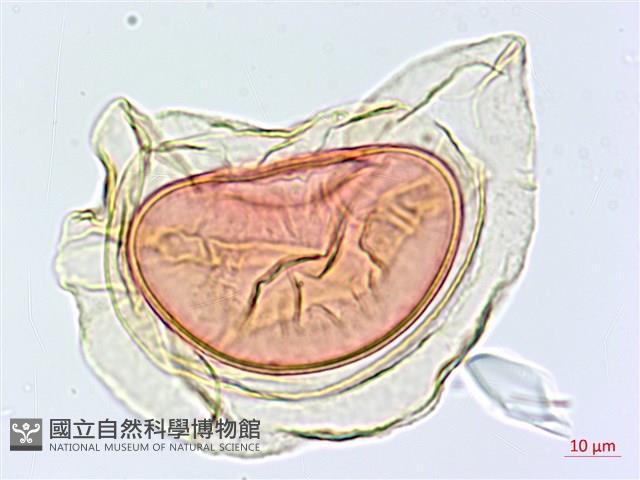 隱脈細柄雙蓋蕨藏品圖，第4張