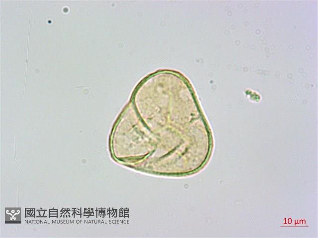 司氏碗蕨藏品圖，第4張