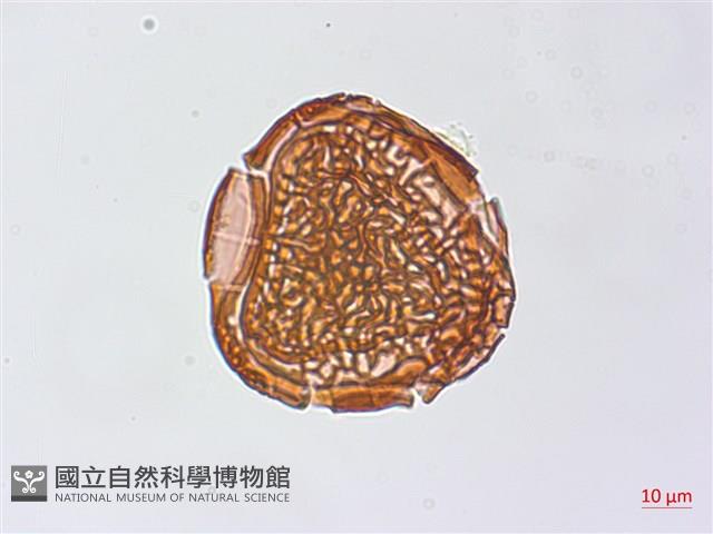 粉葉蕨藏品圖，第4張