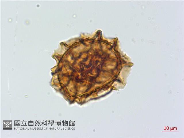 綠柄鐵角蕨藏品圖，第3張