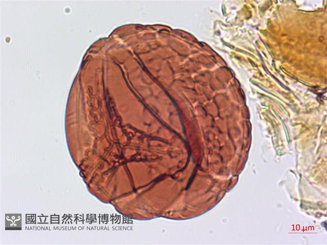 翠蕨藏品圖，第4張