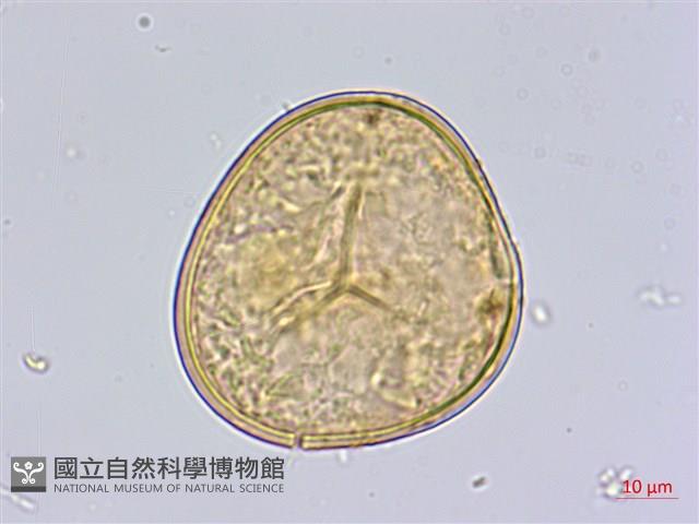 鹵蕨藏品圖，第3張