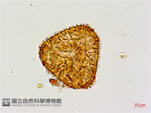 黑桫蕨藏品圖，第6張