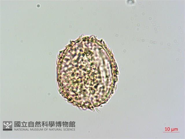 姬蕨藏品圖，第4張