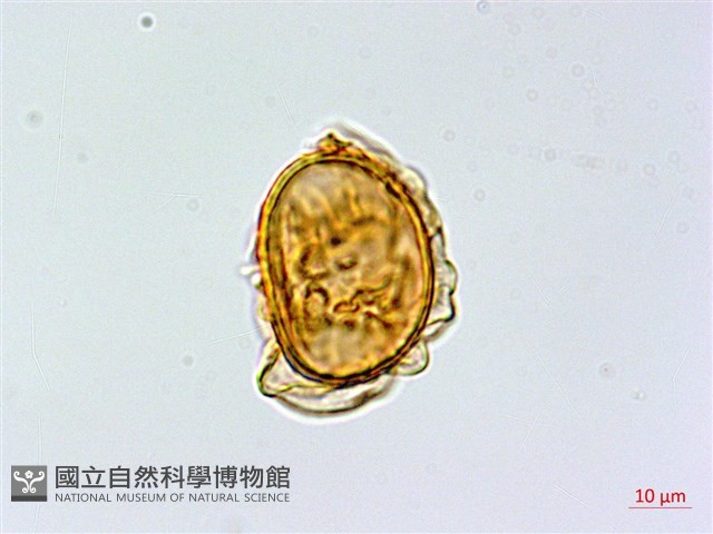 密腺羽節蕨藏品圖，第4張