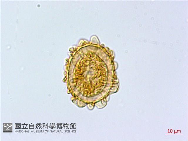 登錄號:P003871藏品圖，第4張