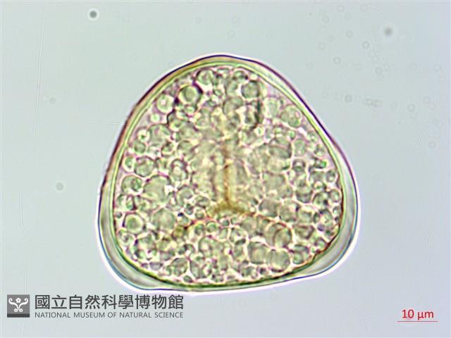 菲律賓金狗毛蕨藏品圖，第3張