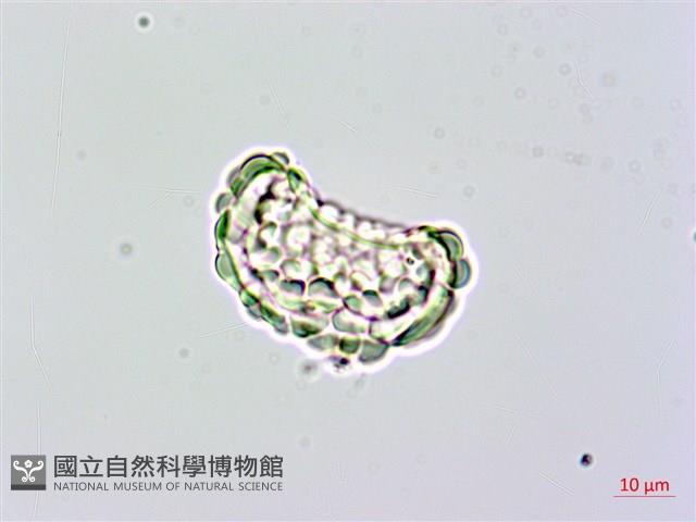 台灣小膜蓋蕨藏品圖，第3張