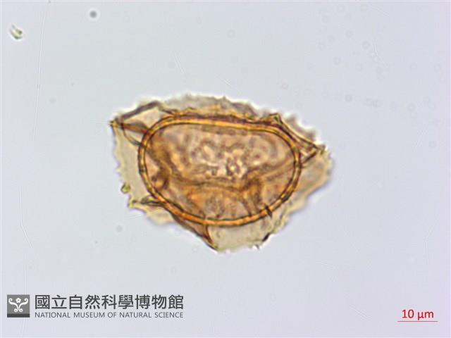 長生鐵角蕨藏品圖，第4張