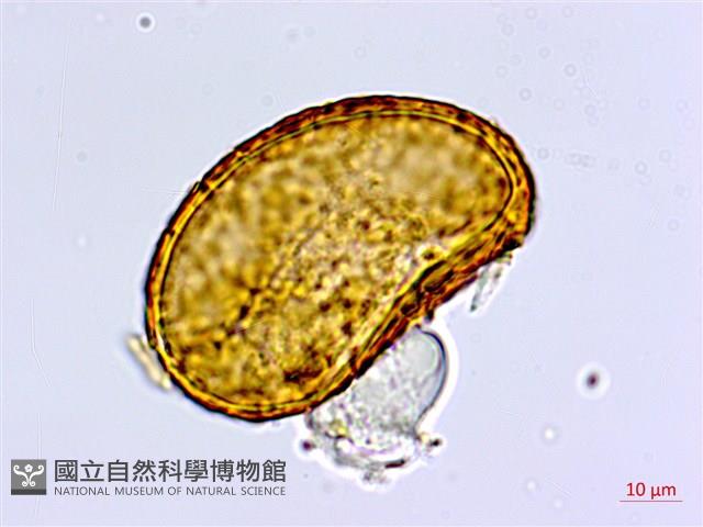 登錄號:P005681藏品圖，第4張