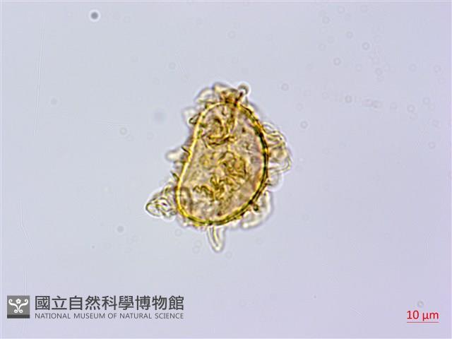 登錄號:P010525藏品圖，第4張