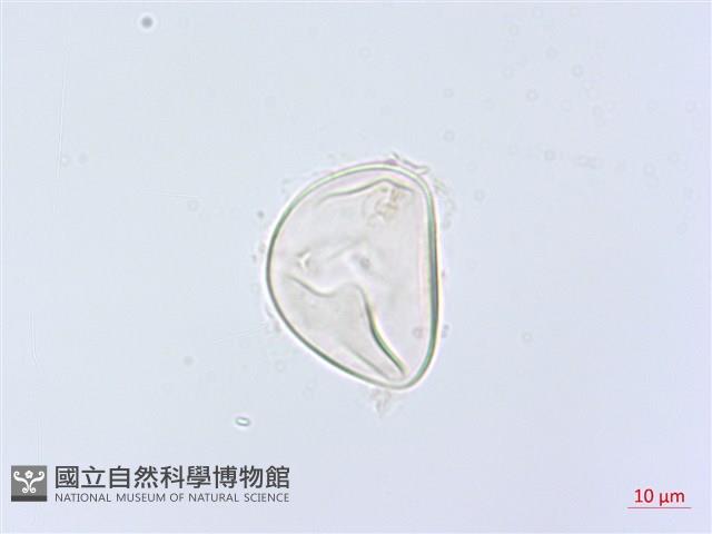 網脈雙蓋蕨藏品圖，第4張