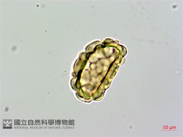 大膜蓋蕨藏品圖，第4張