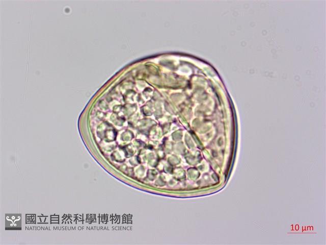 金狗毛蕨藏品圖，第4張