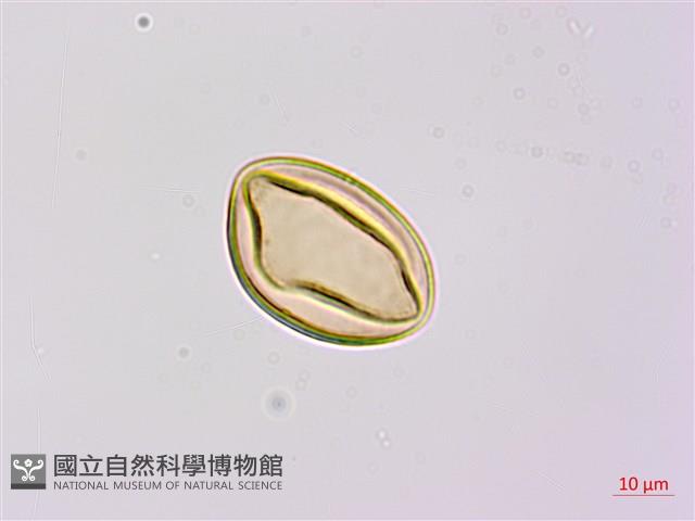 烏毛蕨藏品圖，第3張