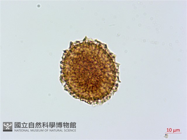 小葉鐵角蕨藏品圖，第4張