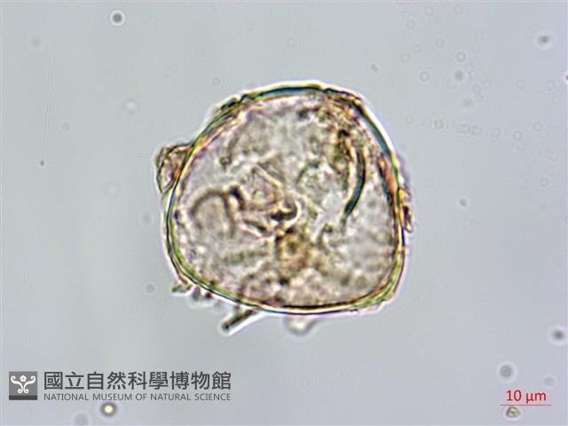 鬼桫欏藏品圖，第3張