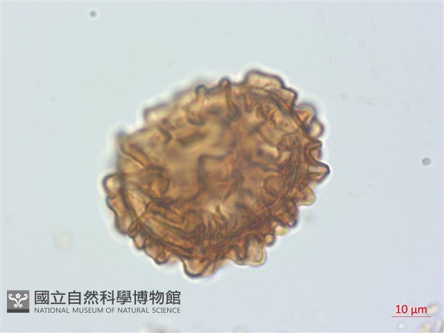 南洋假鱗毛蕨、波氏蹄蓋蕨藏品圖，第3張