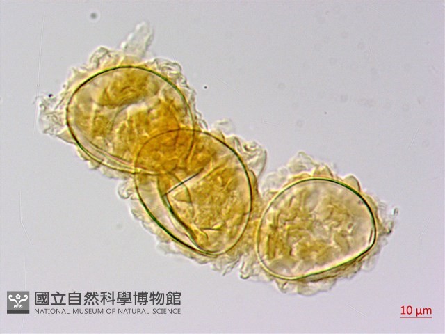 地耳蕨藏品圖，第4張