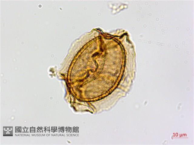 南海鐵角蕨藏品圖，第4張