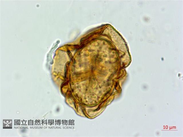 亞蹄蓋蕨藏品圖，第4張