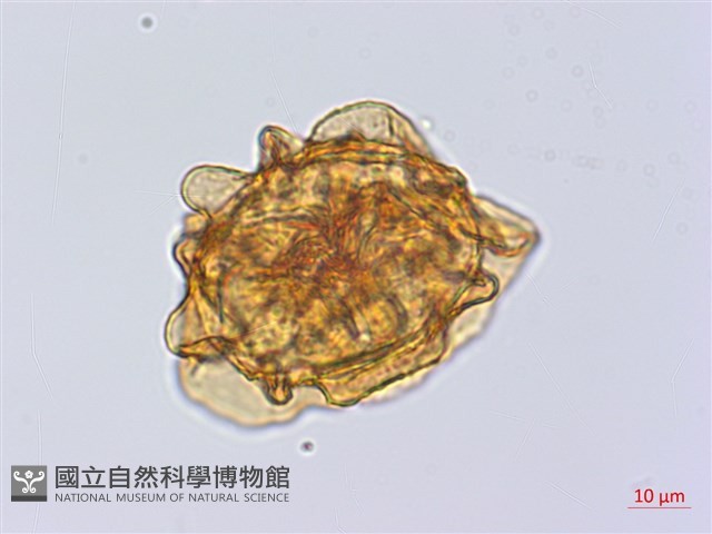 細齒貫眾蕨藏品圖，第4張