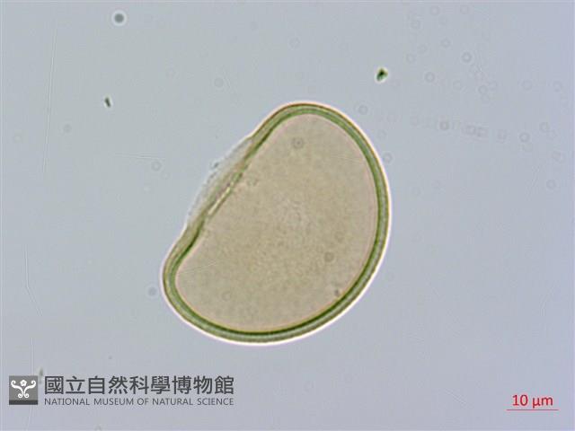 紅柄蹄蓋蕨藏品圖，第3張