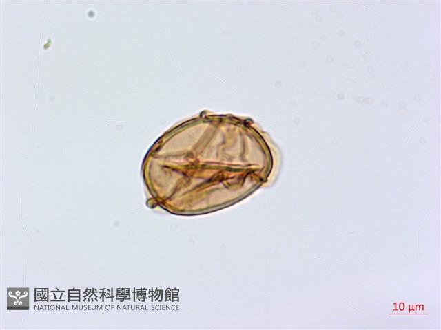 擬德氏雙蓋蕨藏品圖，第4張