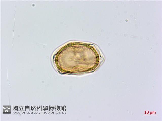 黑鱗鐵角蕨、假大羽鐵角蕨、大羽鐵角蕨藏品圖，第4張