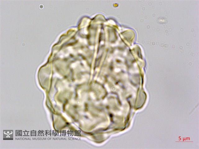 馬來陰石蕨藏品圖，第4張