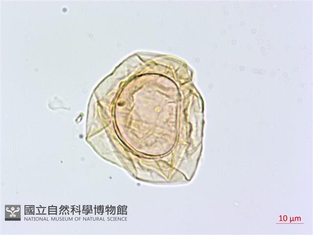 大葉貞蕨藏品圖，第3張