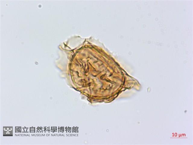 綠柄剪葉鐵角蕨藏品圖，第3張