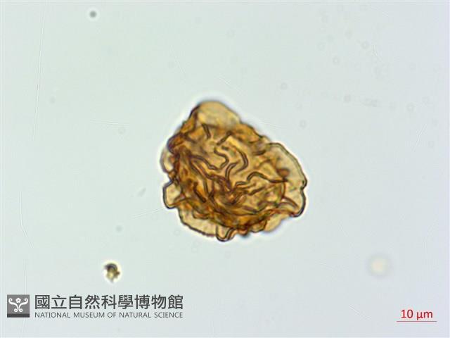 細葉複葉耳蕨藏品圖，第3張