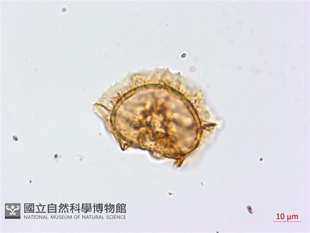 生芽鐵角蕨藏品圖，第3張