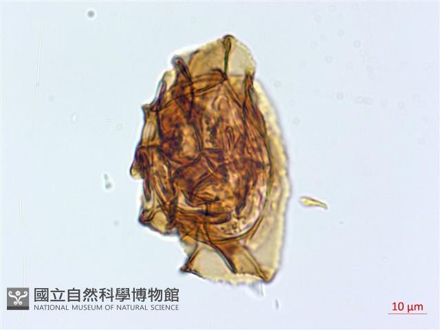 腸蕨藏品圖，第4張