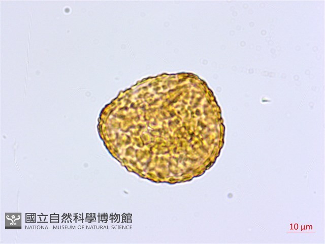 馬來鐵線蕨藏品圖，第4張