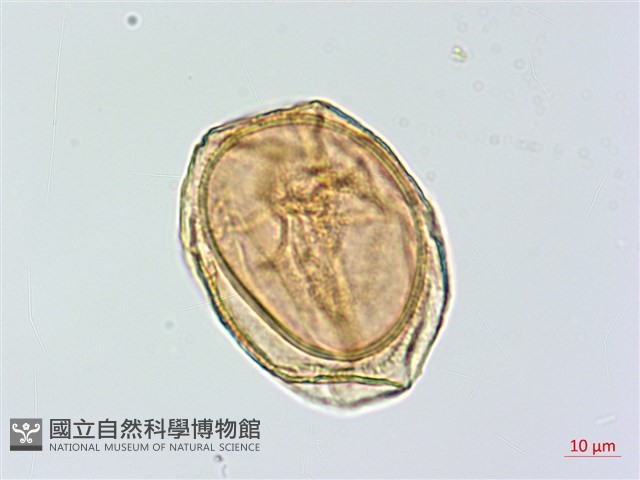 蘭嶼鐵角蕨藏品圖，第3張