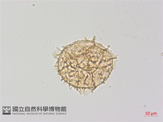 毛葉軸脈蕨藏品圖，第3張