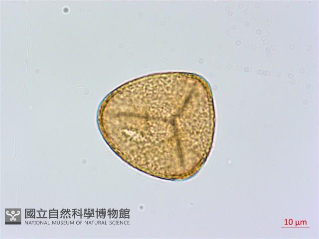 日本鳳丫蕨藏品圖，第4張