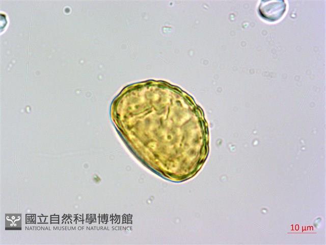 栗蕨藏品圖，第4張