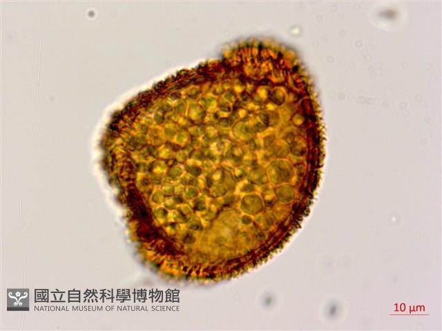 大葉黑桫欏藏品圖，第4張